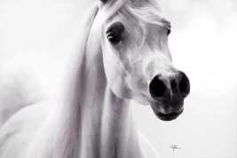 أرسان الخيول العربية في الوقت الحاضر