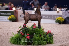 افتتاح «كأس كل الأمم» آخن 2016 في نسختها الـ 34 – نتائج اليوم الأول وصور