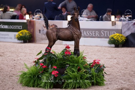 افتتاح «كأس كل الأمم» آخن 2016 في نسختها الـ 34 – نتائج اليوم الأول وصور