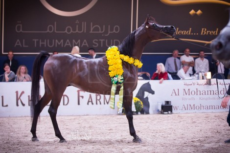 “عذبه” و”الزبير” و”دبى” و”عجمان” أبطال ذهب (كل الأمم) 2016 – النتائج النهائية والصور