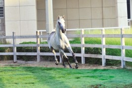 مزاد الشقب السابع للخيل العربية «الجمعة» المقبل