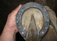 خبير بريطاني يحاضر في «تحذية» الخيل (دوره تدريبية)