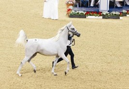 ريع مزاد الشقب السابع بالكامل يذهب  لمؤسسة أيادي الخير نحو آسيا