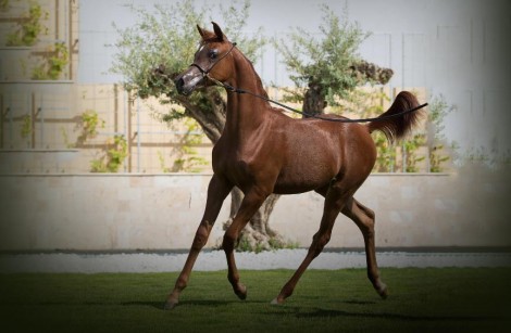 «التنهاة» و«غرناطة» و«اللنجاوي» علامة فارقة في”الإنتاج المحلي” لجمال الخيل العربية 2016 بالطائف – النتائج النهائية