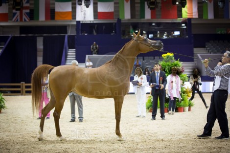 افتتاح بطولة الجديدة ومعرض الفرس في النسخة التاسعة بالمغرب – صور
