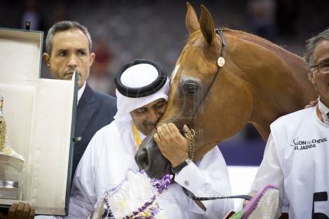 «الشقب» و «بوزنيقه» يحلقون بذهب «الجديدة» الدولية لجمال الخيل العربية بالمغرب – النتائج والصور