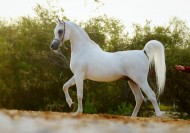 الخيول المصرية – اتجاهات العوائل وتأثيرات الطلائق – الجزء الثاني