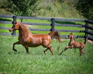 يوميات مربط: الولادة وأفراس التوليد كبيرة السن