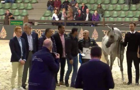 انطلاق بطولة الأمم الاوربية لجمال الخيل العربية 2016 ببلجيكا – نتائج اليوم الأول