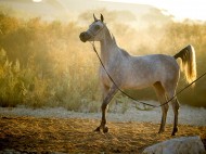 الزراعة المصرية: رفع حظر تصدير الخيول إلى الاتحاد الأوروبى مؤقتا