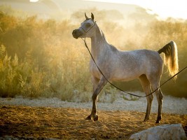 الزراعة المصرية: رفع حظر تصدير الخيول إلى الاتحاد الأوروبى مؤقتا