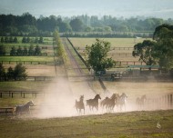 “الزراعة المصرية”: إصدار تراخيص لمزارع الخيول العربية باعتبارها أنشطة إنتاج حيوانى