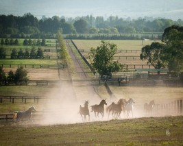 “الزراعة المصرية”: إصدار تراخيص لمزارع الخيول العربية باعتبارها أنشطة إنتاج حيوانى