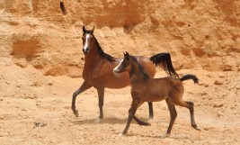 منافسات «الخيل السعودية» أهملت!. لماذا؟!