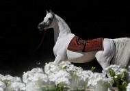 الخيول المصرية – اتجاهات العوائل وتأثيرات الطلائق – الجزء الثالث – الفحل الأكثر تأثيراً!