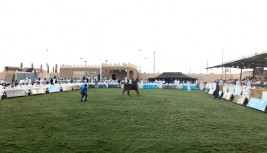 مزاد خيل «السيـد» الأول يظهر السماحة في البيع بنظام «البيع في السوق» ويحقق أكثر من ٢٫٥ مليون