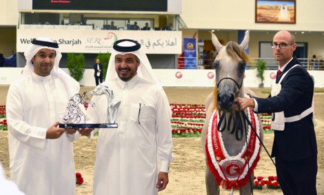 «الزبير» يحلق عالياً بذهب الشارقة للسلالة المصرية ٢٠١٦ – النتائج النهائية