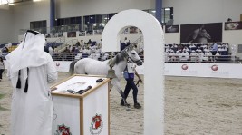 مليون درهم مبيعات مزاد مهرجان الشارقة للجواد العربي