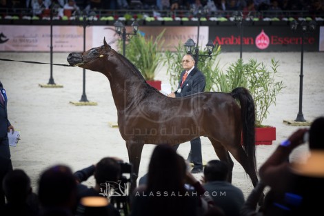 « اليهاندرو» يحقق أعلى درجات «باريس 2016» في يومها الثاني – النتائج