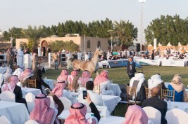 بمبيعات جاوزت الـ ١،٥ مليون وبتنظيم مميز ينجح مزاد خيل مربط النايفات