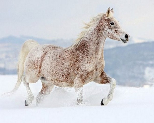 هل القرار السليم: أن تحلق .. أو أن لا تحلق حصانك في مثل هذه الأوقات؟
