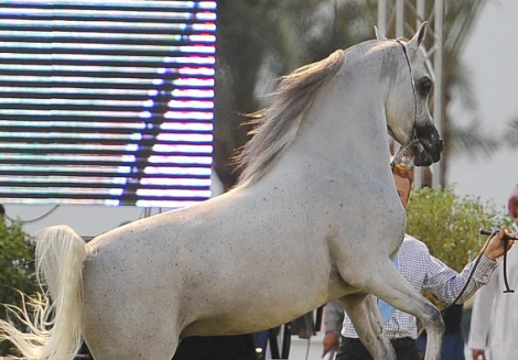 أبطال بطولة الخالدية الأولى للمنتجين ٢٠١١ – صور من البطولة