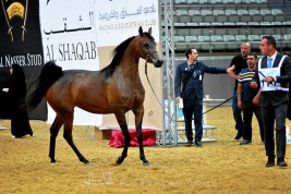 نجاح كبير لبطولة قطر المحلية الـ١٩ لجمال الخيل العربية الأصيلة