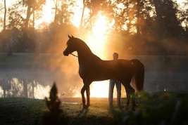 بيع عسب الفحل .. رؤية شرعية