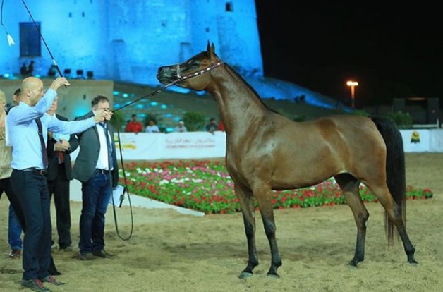 اختتام بطولة الفجيرة المحلية لجمال الخيل العربية – النتائج النهائية