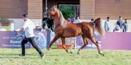 مزاد «إسطبلات الخالدية».. يحقق أكثر من ٢٫٥ مليون ريال لعدد ٥٥ من الخيل العربية