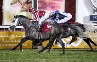 « طيف» يحقق لقب داربي قطر للخيل العربية الأصيلة الفئة الثانية و «مذهاف عذبه» يأتي ثانياً – فيديو