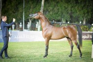 بدء التسجيل ببطولة ابوظبي الدولية ٢٠١٧ لجمال الخيول العربية – وسيغلق خلال ٣ ايام