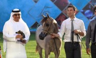 (دبي) و(الزبير) يتألقان في أول أيام بطولة عجمان لجمال الخيول العربية في نسختها الـ15 – نتائج الفئات