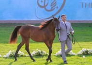 تواصل منافسات بطولة عجمان لجمال الخيل العربية 2017 في يومها الثاني – النتائج