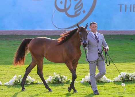 تواصل منافسات بطولة عجمان لجمال الخيل العربية 2017 في يومها الثاني – النتائج