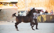 نصف مليون ريال ترصد كجوائز لبطولة الرياض لجمال الخيل وتقام بمركز الرياض للمؤتمرات والمعارض