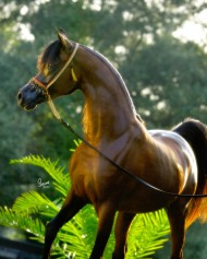 أفضل الخيل .. أحمرها كيف ما كان