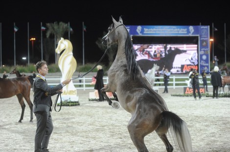 اختتام مميز لبطولة الكويت الخامسة لجمال الخيل العربية – النتائج النهائية
