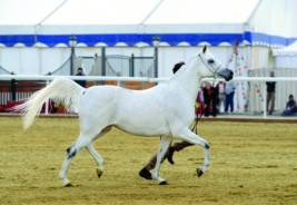 الخيالة السلطانية تنظم بطولة عمان المحلية لجمال الخيل العربي