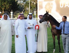 مشاركة قياسية “618 جواداً” في بطولة الإمارات الوطنية لجمال الخيول العربية