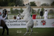 بطولة «الإمارات الوطنية» تضرب ارقام قياسية .. وجمعية الإمارات للخيول العربية تنافس نفسها في الصدارة!