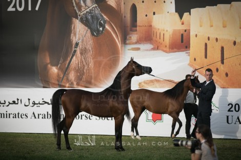 «الزبير» و«عجمان» و «الصقران» و «بن هميله» و «البستان»  أبطال ذهب «الإمارات الوطنية» لجمال الخيل العربية – النتائج النهائية