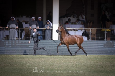 مقتطفات من اليوم الثاني من  مهرجان الأمير سلطان العالمي للجواد العربي ٢٠١٧