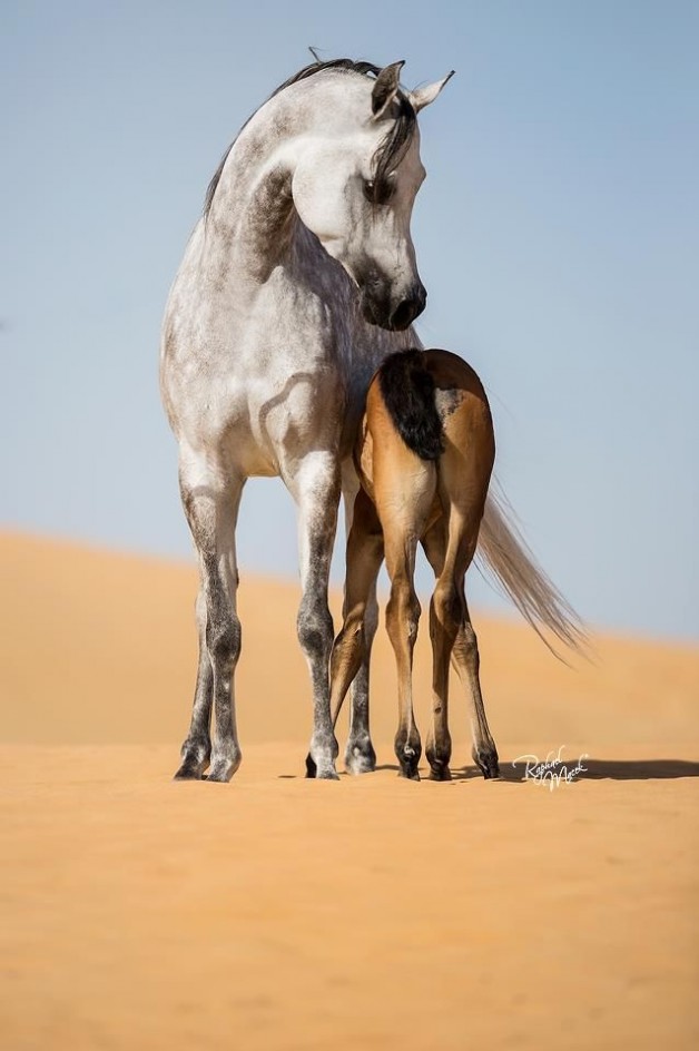مكونات حليب الأفراس العربية