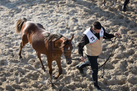 مقتطفات اليوم الأول من بطولة الكويت الدولية ٢٠١٧ للجواد العربي