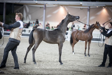 ٣ ذهبيات لـ(الكويت) و٢ لـ(قطر) وواحدة لـ(السعودية) في ختام «الكويت الدولية السادسة» لجمال الجواد العربي– النتائج النهائية