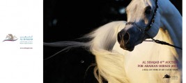 مزاد الشقب الثامن للخيل العربية الخميس المقبل – كتيب المزاد