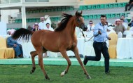 مزاد أبوظبي ٢٠١٧ للخيول العربية يحقق 1.3 مليون درهم و«الأريام نعمه» الأعلى سعراً