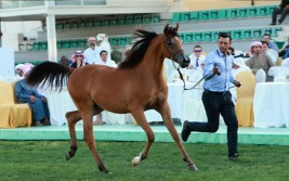 مزاد أبوظبي ٢٠١٧ للخيول العربية يحقق 1.3 مليون درهم و«الأريام نعمه» الأعلى سعراً