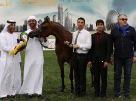 نتائج فئات اليوم الثاني لبطولة أبوظبي الدولية لجمال الخيول العربية 2017